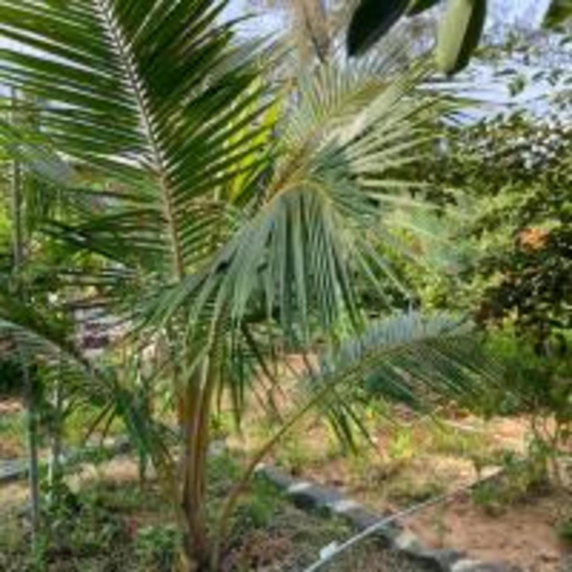 Duc Luu Quang Hotel Binh Thuan Tuy Phong 外观 照片